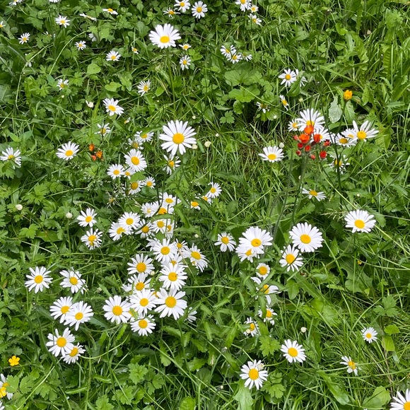 Meet your Posher, Anuta - Picture 1 of 1